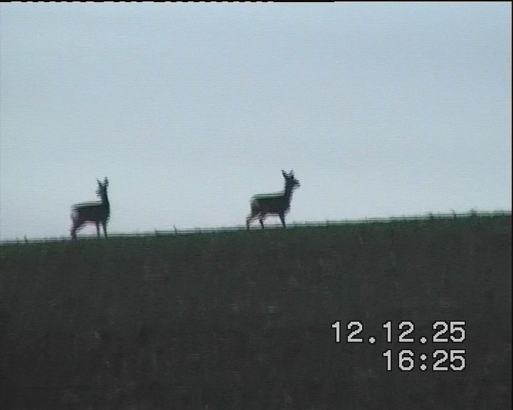 Two Deer